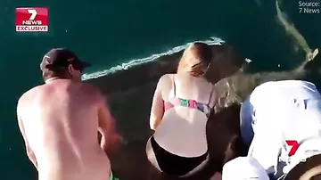 Акула попыталась утащить под воду кормившую ее туристку
