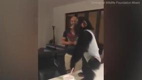 Нечеловеческая радость: шимпанзе визжит от радостной встречи со своими человеческими родителями