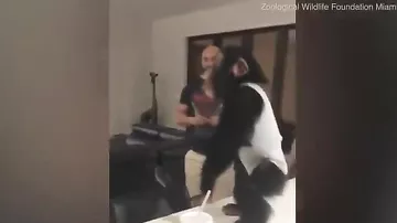 Нечеловеческая радость: шимпанзе визжит от радостной встречи со своими человеческими родителями