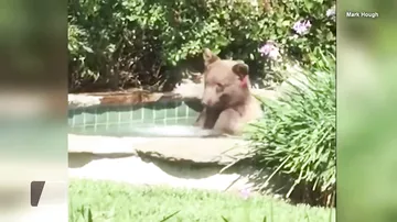 В Калифорнии медведь залез в джакузи местного жителя и выпил его коктейль