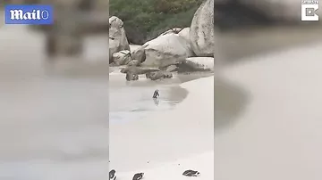 В Южной Африке сняли на видео самых романтичных пингвинов в мире