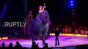 Цирковой слон протаранил толпу зрителей