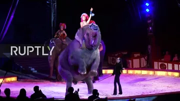 Цирковой слон протаранил толпу зрителей