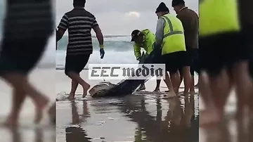 Рыбаки взяли случайно пойманную акулу за хвост и утащили в море