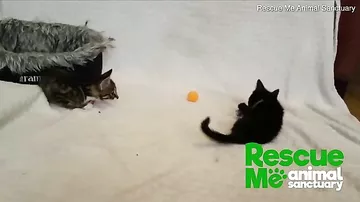 Bu iki pişik balasının 4 ayağı var