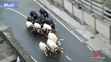 Məşhur buğa festivalı başlandı