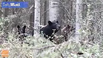 Охотник так увлёкся съёмкой медведя, что не заметил, как тот увлёкся им