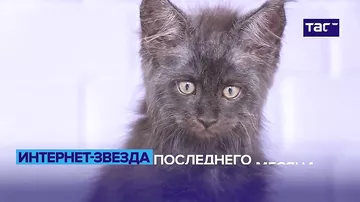 Кот Бегемот из люберецкого питомника