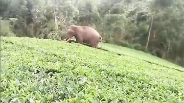 Индиец чудом спасся от разъяренного слона