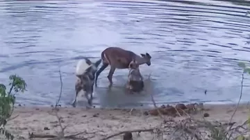 Гиеновидные собаки охотятся на антилопу