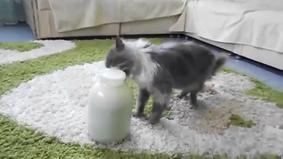 Когда очень хочется молока, способный Кот
