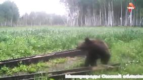 Медведь обгрыз фотоловушку, испугавшись вспышки