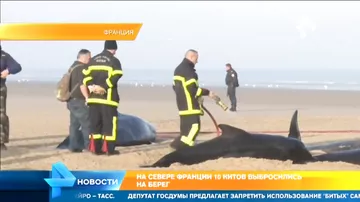 10 китов выбросились на берег во Франции
