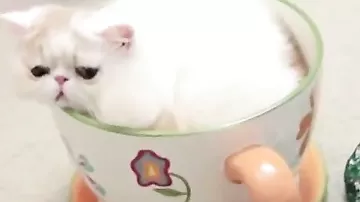 Кошка в кружке
