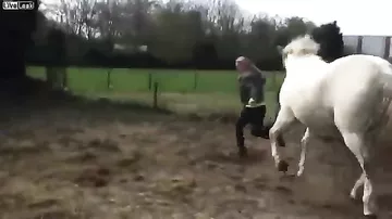 Конь случайно ударил девушку в лицо копытом