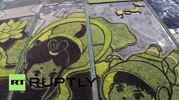 Огромный рисунок на рисовом поле