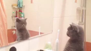 Кот не узнает себя в зеркале