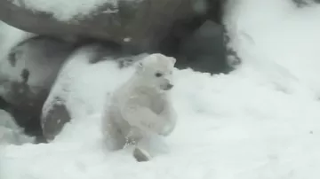 Полярный медвежонок впервые видит снег