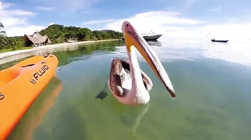 Человек пеликану друг