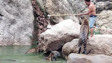 Поиграй с тиграми