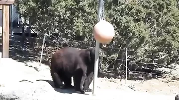 Тренировка Медведя перед боксерским поединком