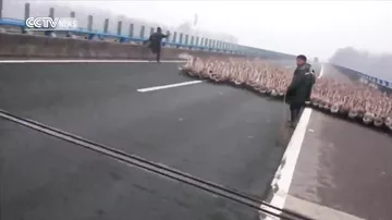 1300 гусей шагают вдоль дороги