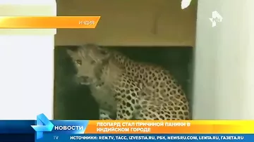 Леопард вызвал панику в индийском городе