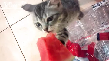 Кошки обожают арбузы