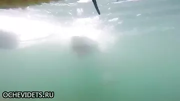 Белая акула напала на клетку с дайверами в воде