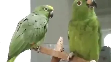 Пара пьяных попугаев после вечеринки