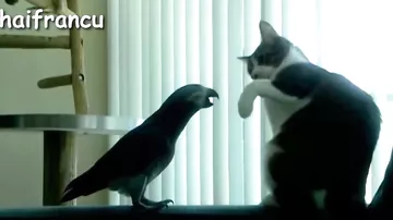 Невероятно смелые попугайчики раздражают кошек