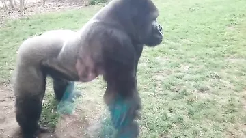 Девочка взбесила гориллу и, вот, что та сделала