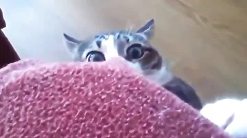 Кот в шоке