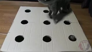 Котята очень весело играют