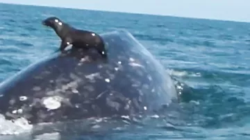 Безбилетный пассажир: тюлень прокатился верхом на ките