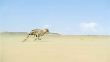 Удивительно красивый бег гепарда