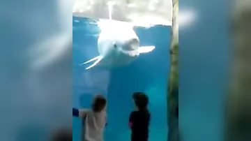 Дельфин дразнит малышей