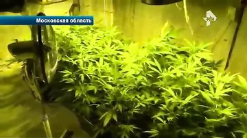 Подмосковный ботаник устроил в своей квартире плантации марихуаны