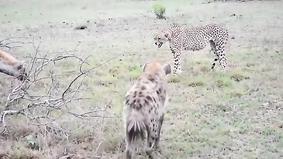 Гепард атакует гиену