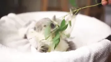 Маленькая коала