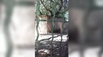 В Бердянском зоопарке показали подросших тигрят