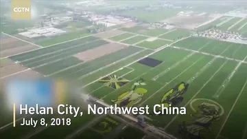 В Китае расцвели дивные поля-картины