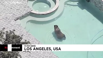 В США медведь спрятался в бассейне от жары