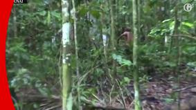 Выживающий в джунглях одинокий туземец впервые попал на видео