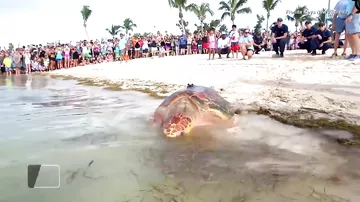 1000 человек собрались посмотреть, как выпустили спасенных черепах