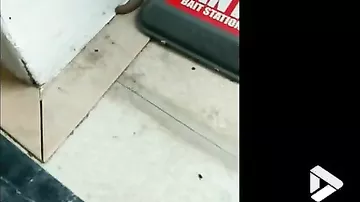 Загадочного крысочервя сняли на видео