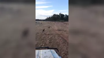 Появилось видео, демонстрирующее перенаселенность Австралии кенгуру