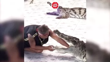 Крокодил чуть не оторвал дрессировщику руку во время шоу
