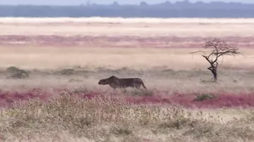 Момент молниеносной охоты гепарда на газель, попал на камеры