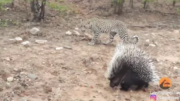 Схватка леопарда с дикобразом попала на камеры